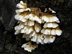 Tooth Fungus, Steccherinum ochraceum