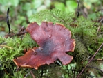 Black Leg, Polyporus badius 