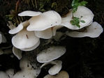 Oyster Mushroom, Pleurotus ostreatus