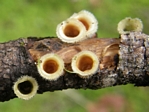 Jellied Birds Nest Fungus, Nidula candida