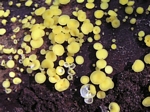 Yellow Wood Cups, Helotium citrinum 