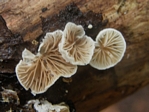 Soft Slipper Mushroom, Crepidotus mollis