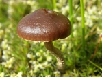 Mountain Moss Psilocybe, Psilocybe montana