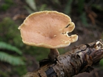 Black-footed Polypore, Polyporus badius