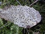 Leaf Spot, Coccomyces dentatus