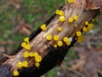 Alpine Jelly Cone, Heterotextus alpinus