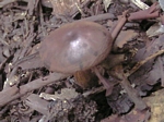 Tubifera punicea
