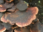 Rosy Polypore, Fomitopsis cajanderi