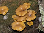 Golden-gilled Gerronema, Gerronema chrysophylla
