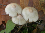 White Fibrecap, Inocybe geophylla