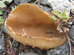 Cabbage Leaf Helvella, Helvella acetabulum