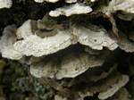 Violet-toothed Polypore, Trichaptum biforme