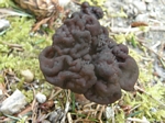 False Morel, Gyromitra esculenta