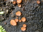 Eyelash Cup Fungus, Scutellinia scutellata 