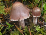 Cortinarius casimiri