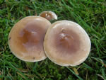 Poison Pie, Hebeloma crustuliniforme