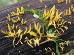 Yellow Fingers, Calocera cornea