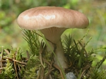 Insidious Gomphidius, Gomphidius oregonensis 