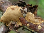 Cinnamon Porecrust, Phellinus ferreus