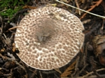 Lepiota acutosquamosa