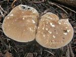 Bitter False Funnelcap, Leucopaxillus amarus