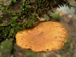 Scaly Rustgill, Gymnopilus sapineus