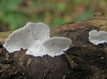 Blue Cheese Fungus,	Tyromyces caesius