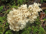 Cauliflower Fungus, Sparassis crispa