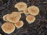 Woolly Chanterelle, Gomphus floccosus