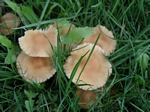 Fairy Ring Mushroom, Marasmius oreades	