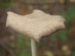 Marasmius sp