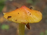 Hygrophorus sp