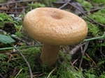 Bleeding Milk Cap, Lactarius rubrilacteus