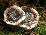 Bleeding Tooth Fungus, Hydnellum peckii