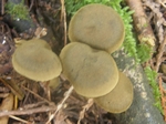 Callistosporium luteo-olivaceum