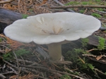 Giant Clitocybe, Clitocybe gigantea
