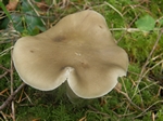 Entoloma lividoalbum