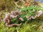 Fetid False Coral, Thelephora palmata