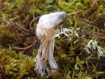 Helvella Lacunosa, Hypomyces cervinigenus