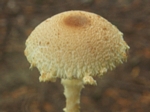 Shaggy-stalked Lepiota, Lepiota magnispora