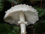 Shaggy Parasol, Chlorophyllum rachodes
