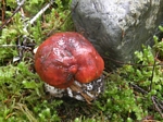 Manzanita Bolete, Leccinum manzanitae