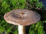 Milk Cap, Lactarius uvidus