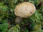 Fat Jack, Suillus caerulescens