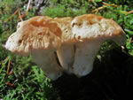 Hedgehog Mushroom, Hydnum repandum