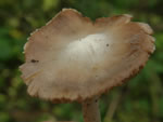 Inocybe grammata