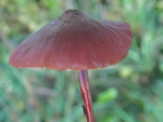 Pleated Marasimius, Marasmius plicatulus