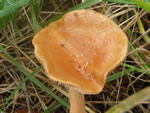 Lactarius subviscidus