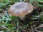Sepia Brittlegill, Russula sororia