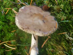 Grey Veiled Amanita, Amanita porphyria